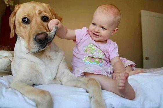 Köpeklerin hayatımızdaki yeri  - Resim 5