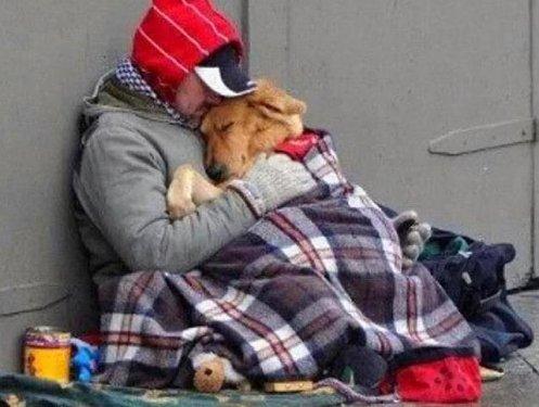 Köpeklerin hayatımızdaki yeri  - Resim 1