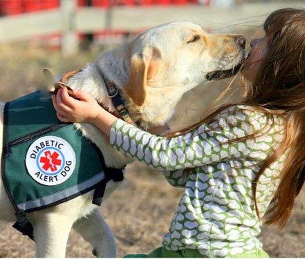 Köpeklerin hayatımızdaki yeri  - Resim 7