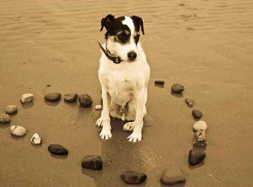 Köpeklerin hayatımızdaki yeri  - Resim 14
