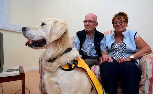 Köpeklerin hayatımızdaki yeri  - Resim 20