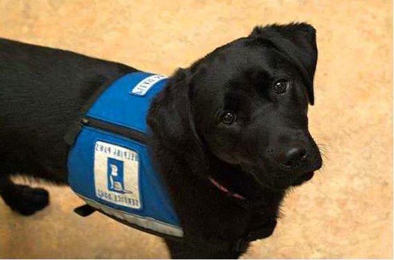 Köpeklerin hayatımızdaki yeri  - Resim 4