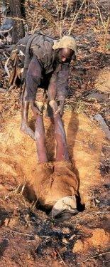 Afrikalı yerliler pitonu elleriyle yakaladı