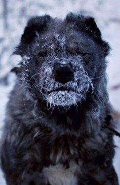 Dünyanın en soğuk şehri Yakutsk