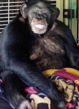 Bir şempanze bu kadının hayatını mahvetti