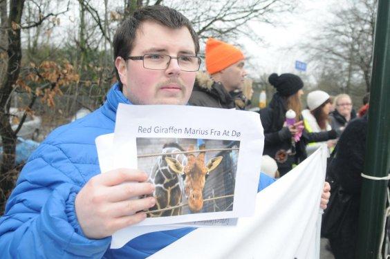 Kopenhag'da 18 aylık zürafa  Marius kesildi