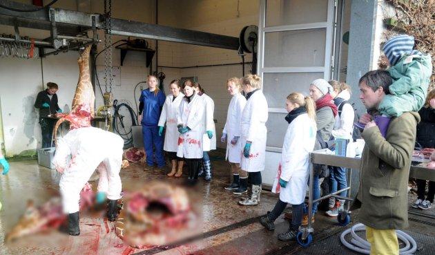 Kopenhag'da 18 aylık zürafa  Marius kesildi