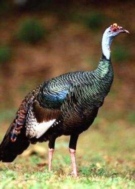 İngilizce'de hindiye niçin Turkey deniliyor