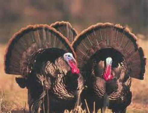 İngilizce'de hindiye niçin Turkey deniliyor