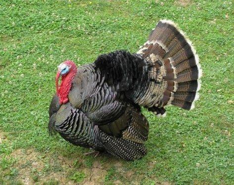 İngilizce'de hindiye niçin Turkey deniliyor