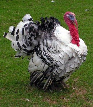 İngilizce'de hindiye niçin Turkey deniliyor