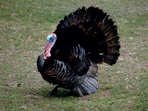 İngilizce'de hindiye niçin Turkey deniliyor