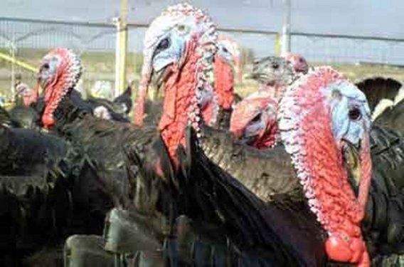 İngilizce'de hindiye niçin Turkey deniliyor