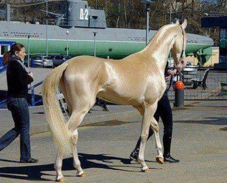 Dünyanın en güzel atları  Ahal Teke cinsi atlar