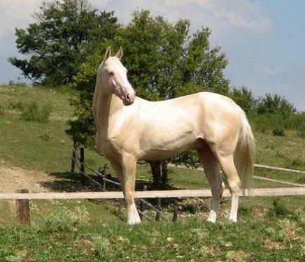 Dünyanın en güzel atları  Ahal Teke cinsi atlar