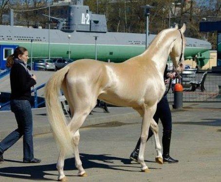 Dünyanın en güzel atları  Ahal Teke cinsi atlar