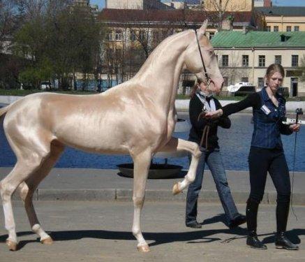 Dünyanın en güzel atları  Ahal Teke cinsi atlar
