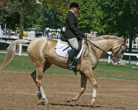Dünyanın en güzel atları  Ahal Teke cinsi atlar