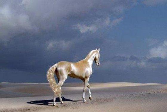 Dünyanın en güzel atları  Ahal Teke cinsi atlar