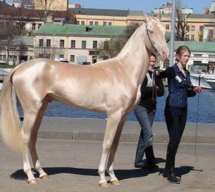 Dünyanın en güzel atları  Ahal Teke cinsi atlar