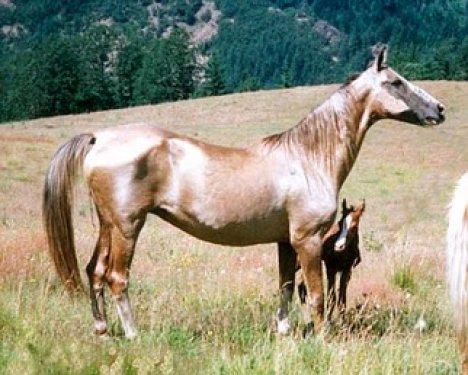 Dünyanın en güzel atları  Ahal Teke cinsi atlar