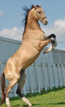 Dünyanın en güzel atları  Ahal Teke cinsi atlar