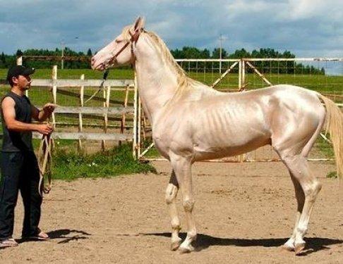 Dünyanın en güzel atları  Ahal Teke cinsi atlar