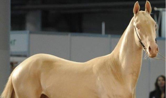 Dünyanın en güzel atları  Ahal Teke cinsi atlar