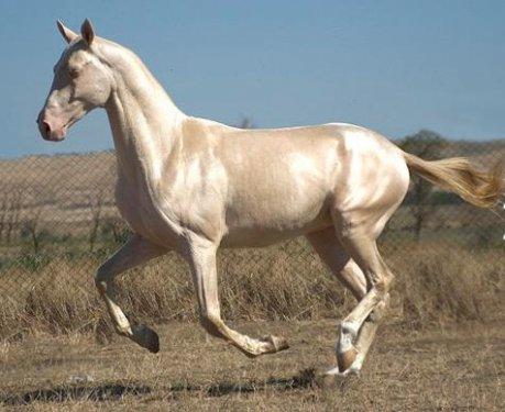 Dünyanın en güzel atları  Ahal Teke cinsi atlar