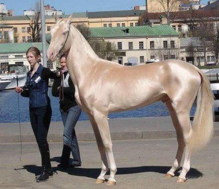 Dünyanın en güzel atları  Ahal Teke cinsi atlar