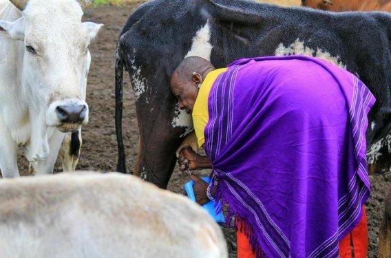 Doğu Afrika'nın Maasai kabilesi geleneklerini sürdürüyor