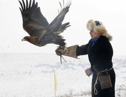 Kartalların nefes kesen tilki avı