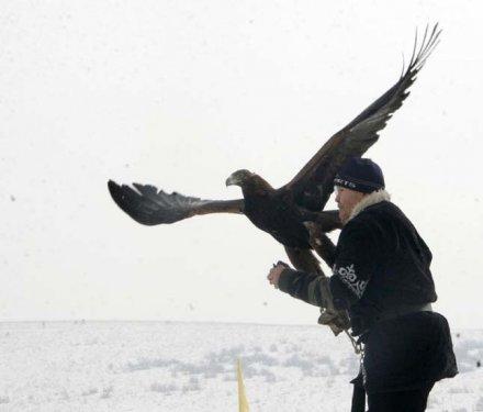 Kartalların nefes kesen tilki avı