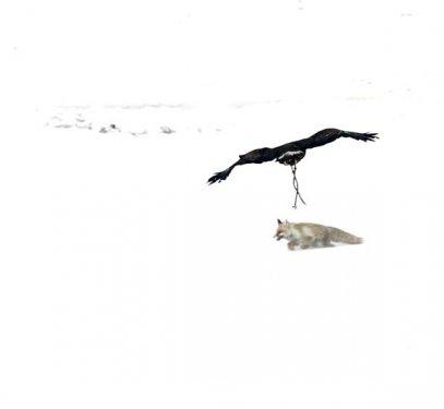 Kartalların nefes kesen tilki avı