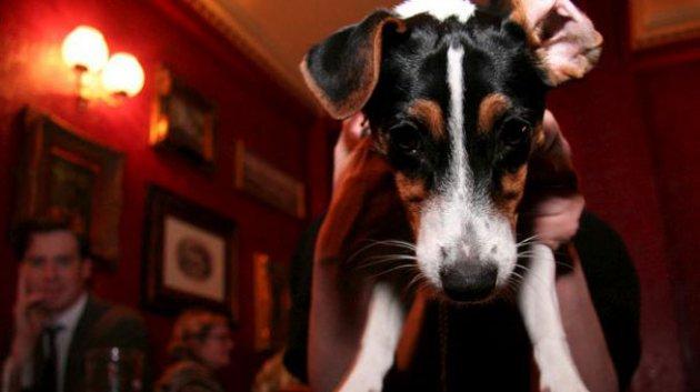 İngiltere'de bir kadın köpeğiyle evlendi