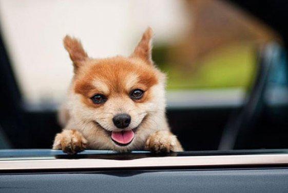 Gülmek için bir nedeni olmayan sevimli hayvanlar