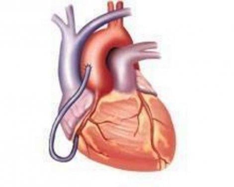 Organlarımız ne kadar sürede kendini yeniler