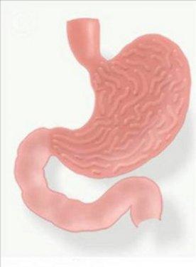 Organlarımız ne kadar sürede kendini yeniler