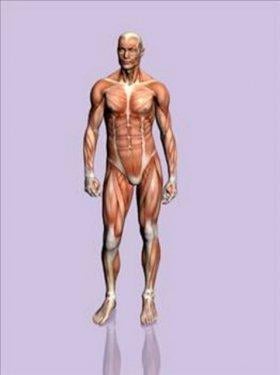 Organlarımız ne kadar sürede kendini yeniler