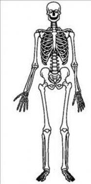 Organlarımız ne kadar sürede kendini yeniler