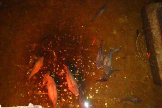 İstanbul'da yapılması gereken 20 şey