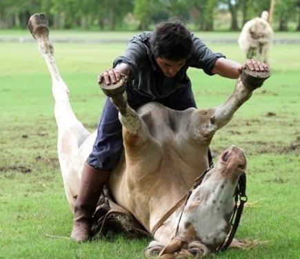 Martin Tatta atların kulağına fısıldayarak onlarla oyun oynuyor