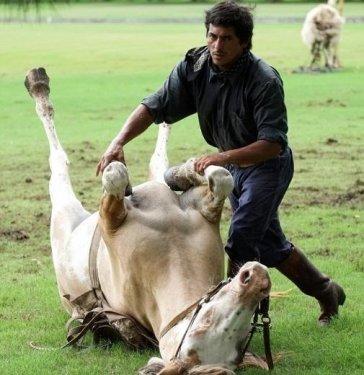 Martin Tatta atların kulağına fısıldayarak onlarla oyun oynuyor