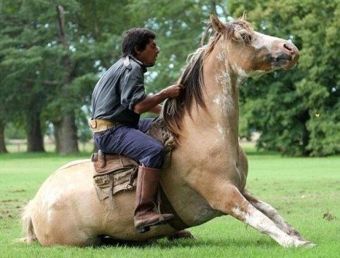 Martin Tatta atların kulağına fısıldayarak onlarla oyun oynuyor
