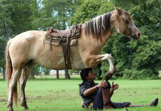 Martin Tatta atların kulağına fısıldayarak onlarla oyun oynuyor