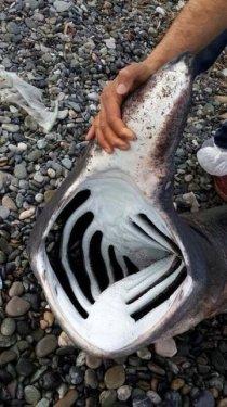 Hatay'da 170 kiloluk balyoz cinsi köpek balığı ağlara takıldı