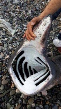 Hatay'da 170 kiloluk balyoz cinsi köpek balığı ağlara takıldı