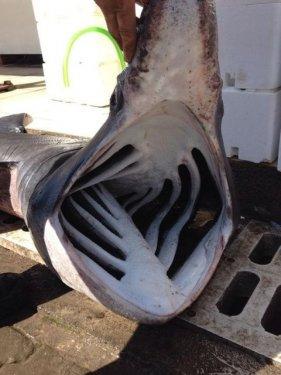 Hatay'da 170 kiloluk balyoz cinsi köpek balığı ağlara takıldı