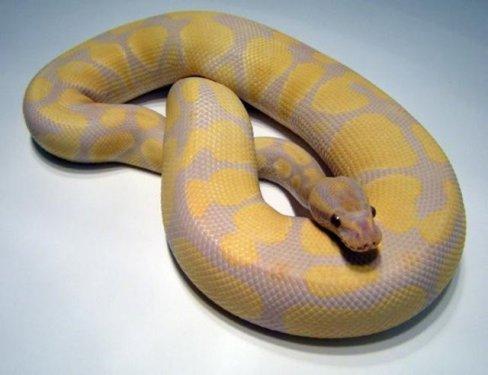 Dünyanın en ilginç ve en pahalı  evcil hayvanları