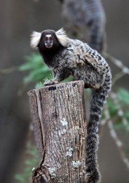 Dünyanın en ilginç ve en pahalı  evcil hayvanları